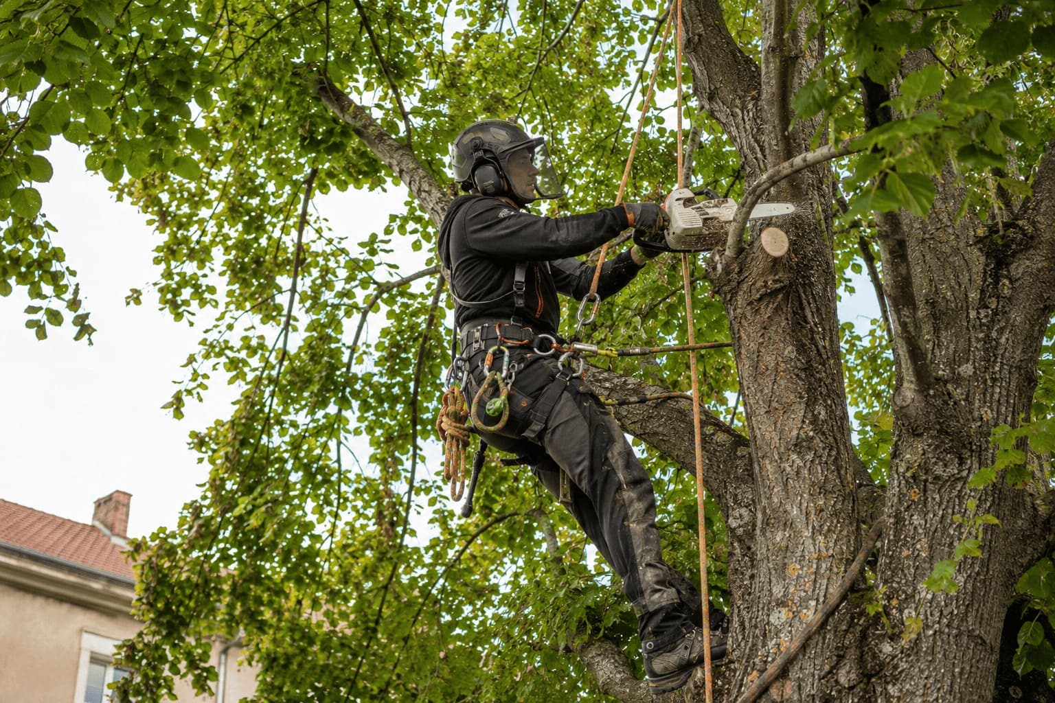 Élagueur grimpeur en baudrier et casque à visière, tronçonneuse en action, taillant une branche de tilleul en hauteur
