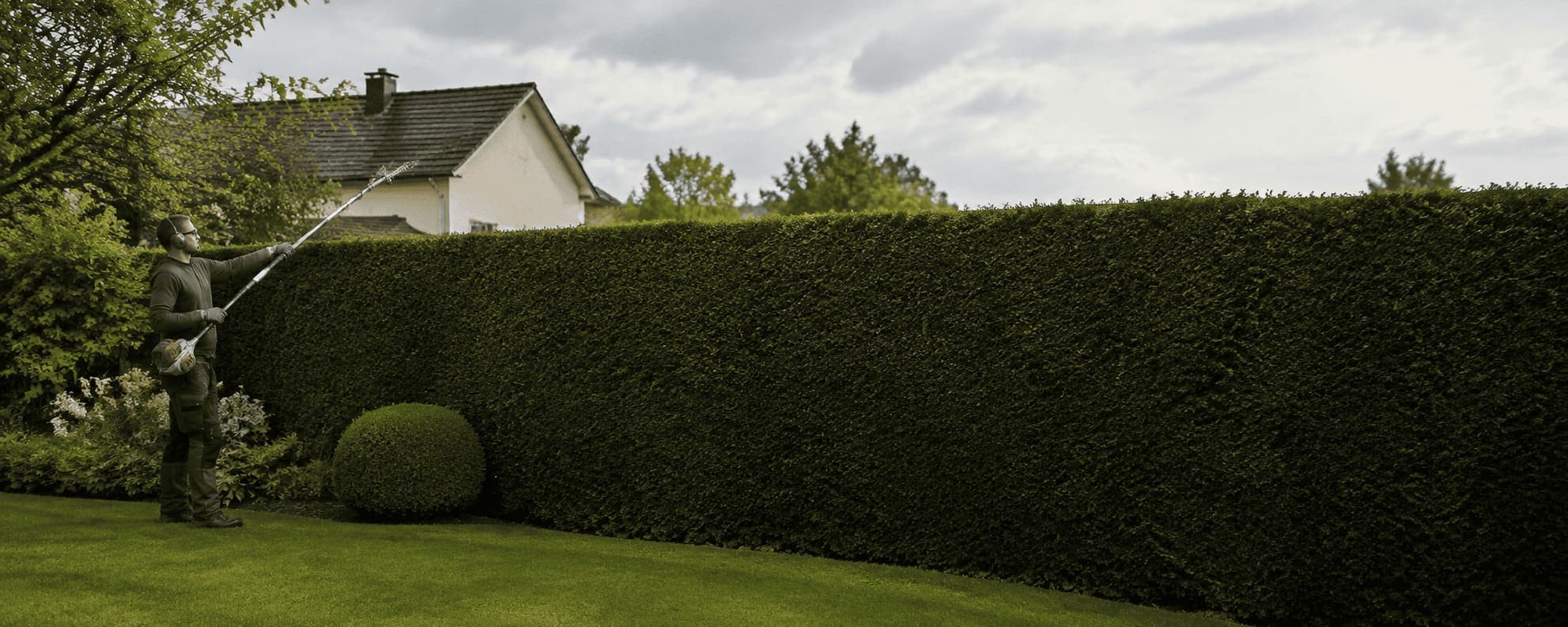 Jardinier taillant le sommet d’une haie de charmille de plus de deux mètres à l’aide d’un taille-haie sur perche